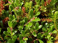Arctostaphylos uva-ursi 14, Berendruif, Saxifraga-Ed Stikvoort