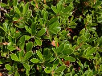 Arctostaphylos uva-ursi 15, Berendruif, Saxifraga-Ed Stikvoort