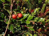 Arctostaphylos uva-ursi 16, Berendruif, Saxifraga-Ed Stikvoort