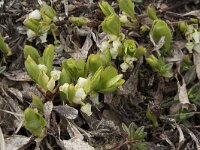Arctostaphylos uva-ursi 17, Berendruif, Saxifraga-Willem van Kruijsbergen