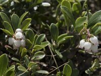 Arctostaphylos uva-ursi 18, Berendruif, Saxifraga-Willem van Kruijsbergen