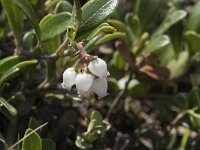 Arctostaphylos uva-ursi 19, Berendruif, Saxifraga-Willem van Kruijsbergen