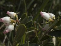 Arctostaphylos uva-ursi 2, Berendruif, Saxifraga-Marijke Verhagen