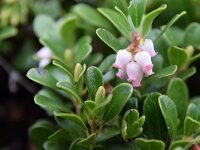 Arctostaphylos uva-ursi 20, Berendruif, Saxifraga-Simone van Velzen
