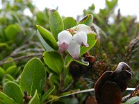 Arctostaphylos uva-ursi 21, Berendruif, Saxifraga-Rutger Barendse