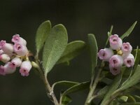 Arctostaphylos uva-ursi 3, Berendruif, Saxifraga-Marijke Verhagen