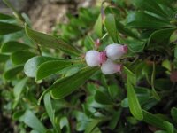 Arctostaphylos uva-ursi 4, Berendruif, Saxifraga-Rutger Barendse
