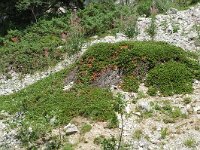 Arctostaphylos uva-ursi 5, Berendruif, Saxifraga-Jan van der Straaten