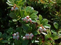 Arctostaphylos uva-ursi 6, Berendruif, Saxifraga-Willem van Kruijsbergen