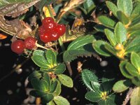 Arctostaphylos uva-ursi 7, Berendruif, Saxifraga-Jan de Laat