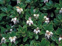 Arctostaphylos uva-ursi 8, Berendruif, Saxifraga-Jan van der Straaten
