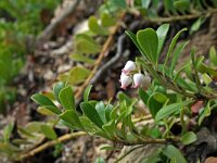 Arctostaphylos uva-ursi 9, Berendruif, Saxifraga-Jeroen Willemsen