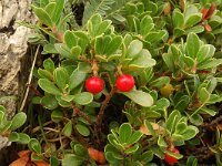 Arctostaphylos uva-ursi 1, Berendruif, Saxifraga-Marijke Verhagen