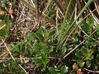 Arctostaphylos uva-ursi 11, Berendruif, Saxifraga-Hans Boll
