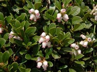 Arctostaphylos uva-ursi 22, Berendruif, Saxifraga-Harry Jans