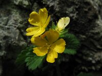 Aremonia agrimonoides 1, Saxifraga-Rutger Barendse