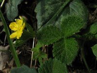 Aremonia agrimonoides 2, Saxifraga-Rutger Barendse
