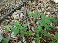 Aremonia agrimonoides 4, Saxifraga-Dirk Hilbers