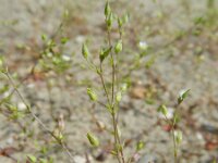 Arenaria leptoclados 2, Tengere zandmuur, Saxifraga-Rutger Barendse