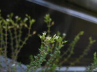 Arenaria leptoclados 3, Tengere zandmuur, Saxifraga-Ed Stikvoort