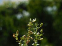 Arenaria leptoclados 4, Tengere zandmuur, Saxifraga-Ed Stikvoort