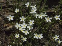 Arenaria montana 11, Bergzandmuur, Saxifraga-Willem van Kruijsbergen