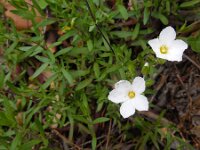 Arenaria montana 13, Bergzandmuur, Saxifraga-Ed Stikvoort