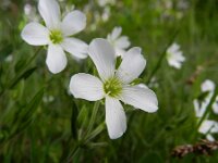 Arenaria montana 16, Bergzandmuur, Saxifraga-Rutger Barendse