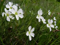 Arenaria montana 17, Saxifraga-Rutger Barendse