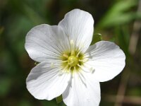 Arenaria montana 19, Bergzandmuur, Saxifraga-Sonja Bouwman