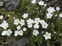 Arenaria montana 21, Bergzandmuur, Saxifraga-Willem van Kruijsbergen