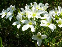 Arenaria montana 26, Saxifraga-Hans Grotenhuis