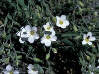 Arenaria montana 4, Saxifraga-Jan van der Straaten