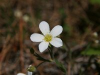 Arenaria montana 5, Saxifraga-Dirk Hilbers