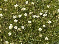 Arenaria multicaulis 2, Saxifraga-Jan van der Straaten