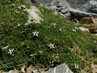 Arenaria purpurascens 6, Saxifraga-Ed Stikvoort : Espinama - Fuente Dé - Regugio de Aliva s9900