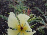 Argemone ochroleuca 7, Saxifraga-Ed Stikvoort