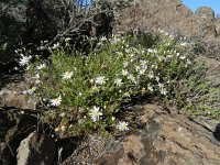 Argyranthemum adauctum 1, Saxifraga-Rutger Barendse