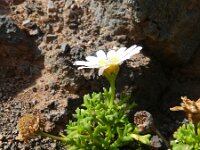Argyranthemum frutescens 3, Saxifraga-Rutger Barendse