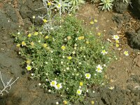 Argyranthemum frutescens 4, Saxifraga-Hans Grotenhuis