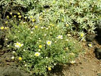 Argyranthemum frutescens 6, Saxifraga-Hans Grotenhuis