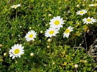 Argyranthemum frutescens 7, Saxifraga-Hans Grotenhuis