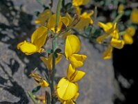 Argyrolobium zanonii 4, Saxifraga-Jan van der Straaten