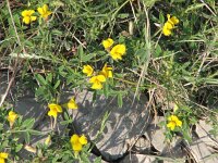 Argyrolobium zanonii 5, Saxifraga-Jasenka Topic