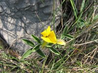 Argyrolobium zanonii 8, Saxifraga-Jasenka Topic