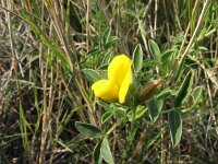 Argyrolobium zanonii 9, Saxifraga-Jasenka Topic