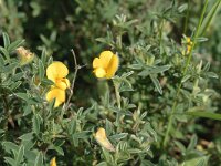Argyrolobium zanonii ssp zazoni 2, Saxifraga-Jan van der Straaten