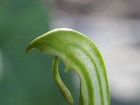 Arisarum vulgare 1, Saxifraga-Rutger Barendse