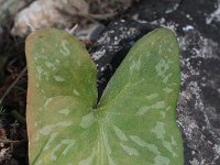 Arisarum vulgare 10, Saxifraga-Rutger Barendse