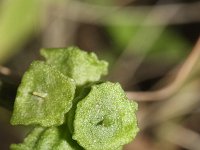 Arisarum vulgare 11, Saxifraga-Rutger Barendse
